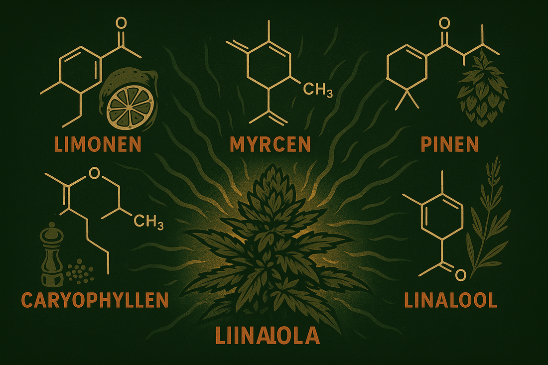 🌡️ Terpene Top 5 – Die wahren Player hinter deinem High