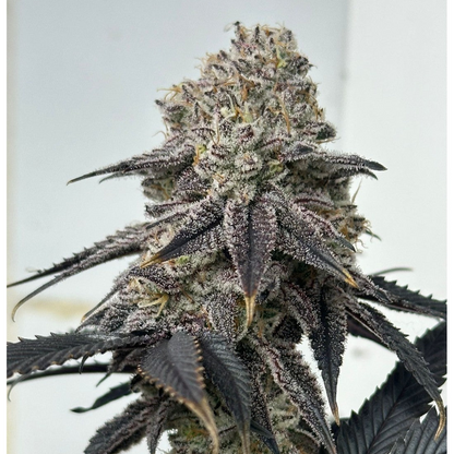 GRANNITA Z