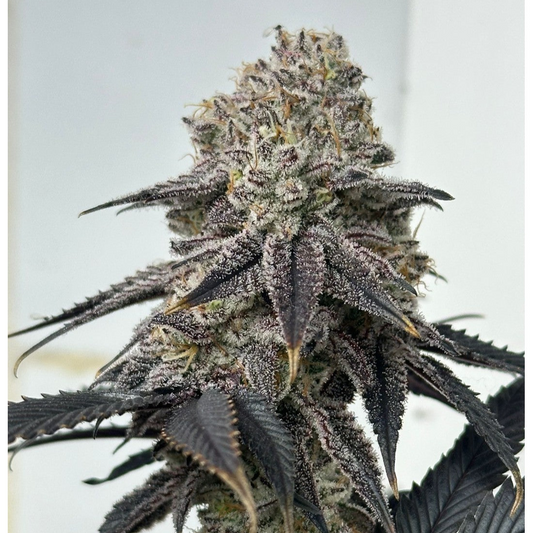 GRANNITA Z