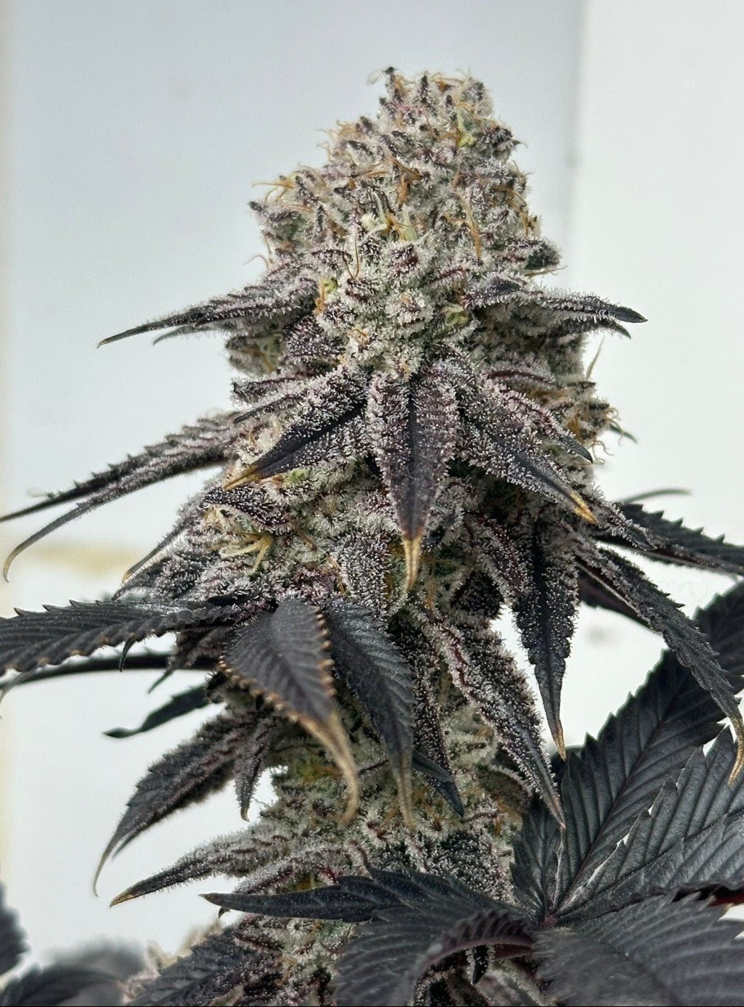 GRANNITA Z